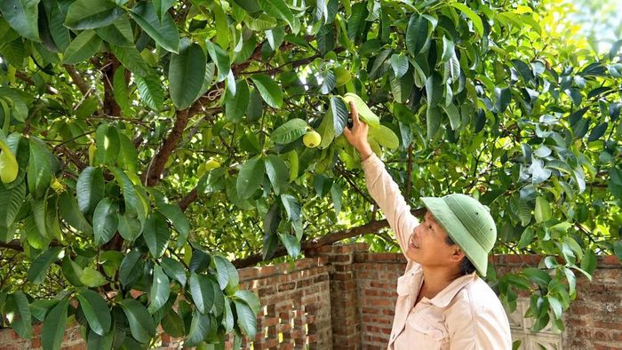 Từ sản xuất quy mô hộ, khu vườn hơn 1ha của ông Thái Nguyên Khoa đang từng bước nâng giá trị thông qua lựa chọn cây trồng và áp dụng kỹ thuật canh tác.