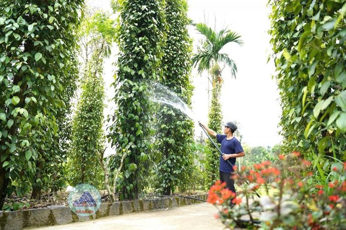 Hồ tiêu là một trong những cây trồng chủ lực trong cơ cấu kinh tế vườn ở Tiên Phước.