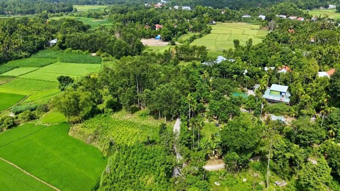 Kinh tế vườn, trang trại tại Tiên Phước đạt thu nhập bình quân khoảng 170 triệu đồng/ha, chiếm 42% giá trị sản xuất nông nghiệp.