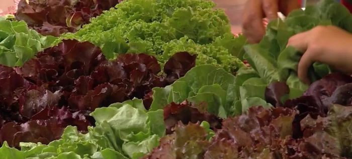 Cyclospora thường lây truyền qua thực phẩm hoặc nước bị nhiễm phân người, rau quả tươi cũng có thể bị nhiễm trong quá trình sản xuất nếu đất hoặc nguồn nước sử dụng trong canh tác bị ô nhiễm
