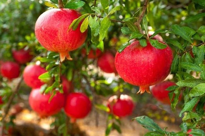Trong văn hóa truyền thống phương Đông, quả lựu đại diện cho sự sinh sôi nảy nở, duy trì nòi giống.