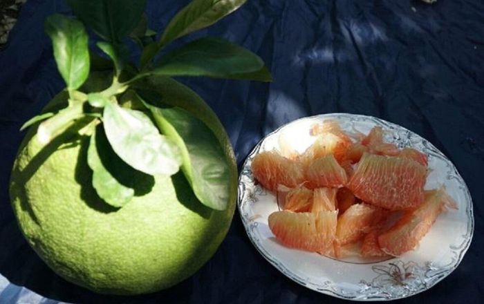 Quả bưởi có hình tròn, tượng trưng cho sự viên mãn, may mắn và tài lộc.