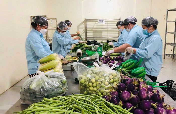 Sơ chế rau, quả tại Hợp tác xã Sản xuất kinh doanh dịch vụ nông nghiệp Văn Đức (xã Bát Tràng). Ảnh: TRUNG NGUYÊN