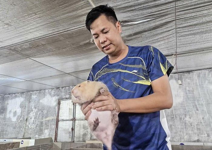 Anh Phan Đức Chính cho biết, chuồng trại chăn nuôi dúi cần kín gió, thoáng mát, sạch sẽ và tránh ánh nắng trực tiếp. Đối với dúi thịt có trọng lượng trung bình từ 3kg/ con trở lên là có thể xuất bán; giá bán tuỳ từng thời điểm, giao động khoảng 900.000 đồng/kg. Còn dúi sinh sản thì bán theo từng cặp gồm dúi đực và dúi cái; trong đó dúi mới tách mẹ có giá 3 triệu đồng/ cặp, dúi đã sinh sản từ 12-14 triệu đồng/ cặp. Ảnh: PV