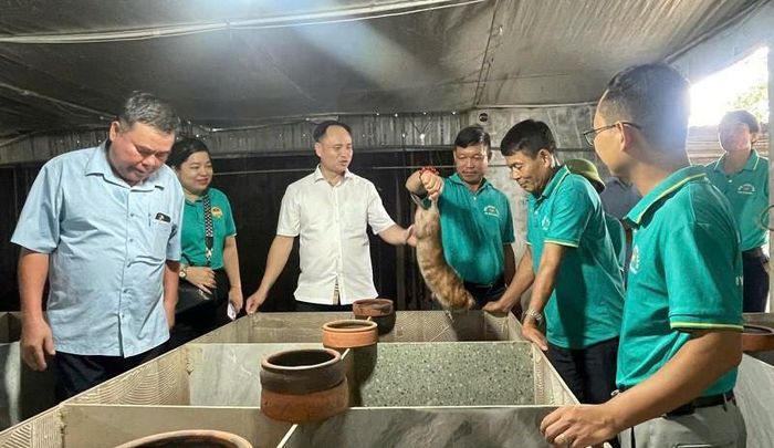 Mô hình chăn nuôi dúi của gia đình anh Phan Đức Chính ở thôn Duyên Yết, xã Phú Xuyên thu hút nhiều người đến tham quan, khảo sát, học tập kinh nghiệm để áp dụng vào chăn nuôi. Ảnh: PV