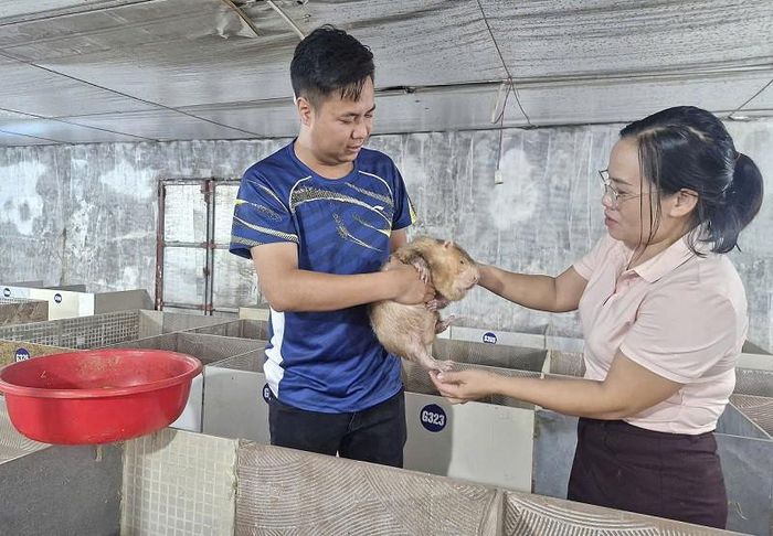 Sau nhiều năm tham quan, học tập kinh nghiệm, năm 2019 anh Phan Đức Chính (SN 1992) ở thôn Duyên Yết, xã Phú Xuyên đã mạnh dạn đầu tư xây dựng chuồng trại rộng khoảng 500m2 và mua 10 cặp dúi sinh sản về nuôi. Ảnh: PV