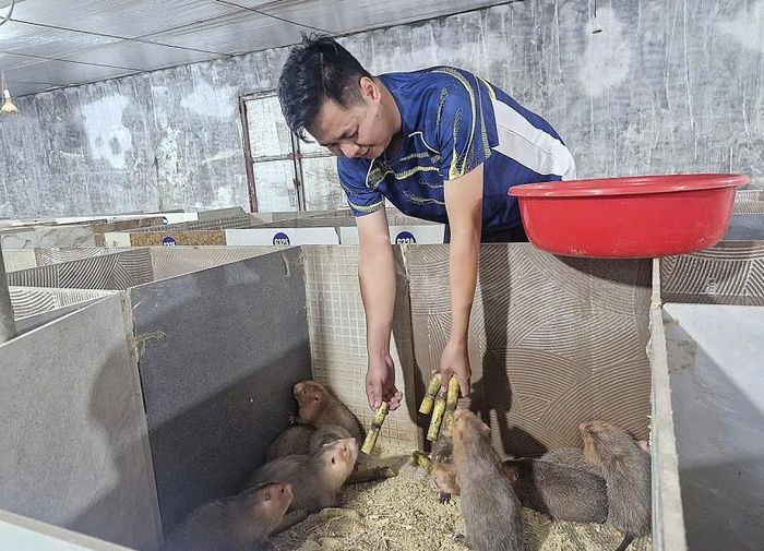 Nhờ thực hiện tốt công tác chăm sóc, phòng ngừa dịch bệnh, chủ động nguồn thức ăn sạch (chủ yếu là cây tre, nứa, mía, tinh bột ngô và một số loại củ trong vườn) nên đàn nhím phát triển đồng đều, khả năng sinh sản, nhân đàn cao. Ảnh: PV