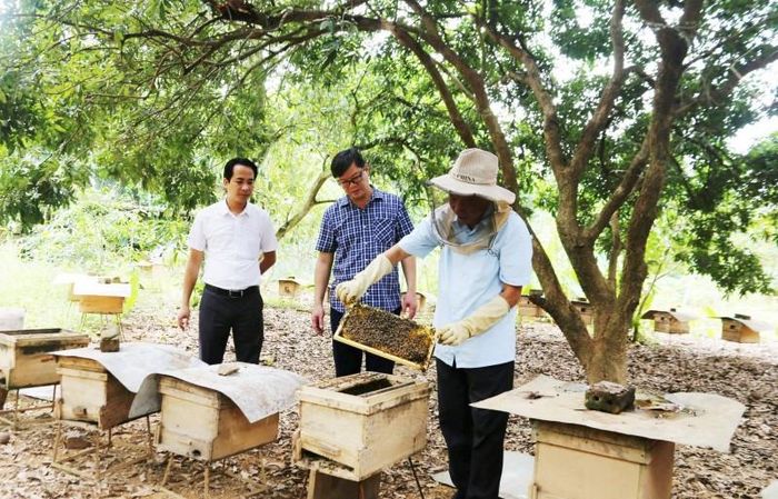 Thương hiệu “mật ong Kim Sơn” tại xã Đoài Phương khi mở rộng thị trường góp phần nâng cao thu nhập cho người dân. Ảnh: Đ.Luyện