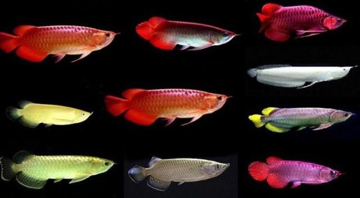 Loài cá này tượng trưng cho quyền lực, thịnh vượng và may mắn, rất phù hợp với gia chủ muốn củng cố vị thế và thu hút tài lộc.