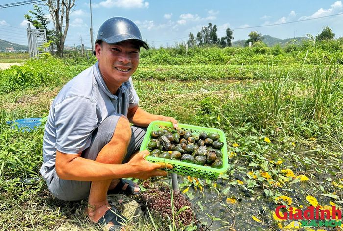 Anh Bảo kiểm tra ốc bươu đen, chuẩn bị cho vụ thu hoạch. Ảnh: Song Hoàng