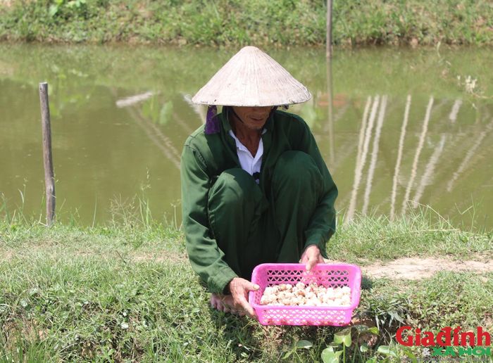 Những thửa ruộng trồng lúa kém hiệu quả được người dân cải tạo thành ao nuôi ốc bươu đen. Ảnh: Song Hoàng