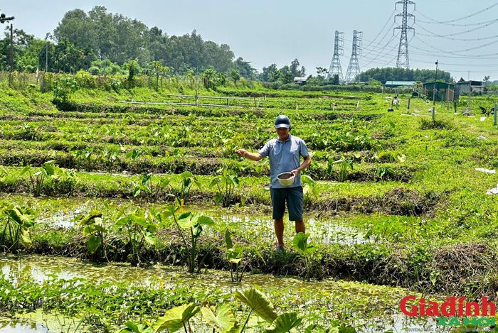 Anh Trần Quý Bảo kiểm tra đàn ốc tại khu vực nuôi của gia đình. Từ diện tích ban đầu, mô hình của anh được mở rộng lên 3,5 héc-ta. Ảnh: Song Hoàng