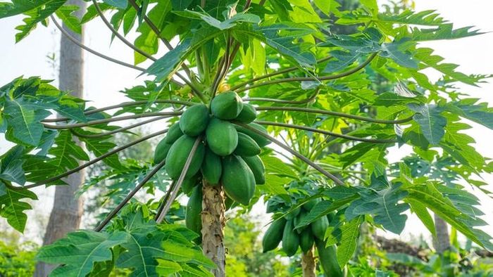 Không nên tự ý uống nước lá đu đủ để điều trị bệnh hoặc sử dụng với liều lượng lớn trong thời gian dài. ảnh: MH