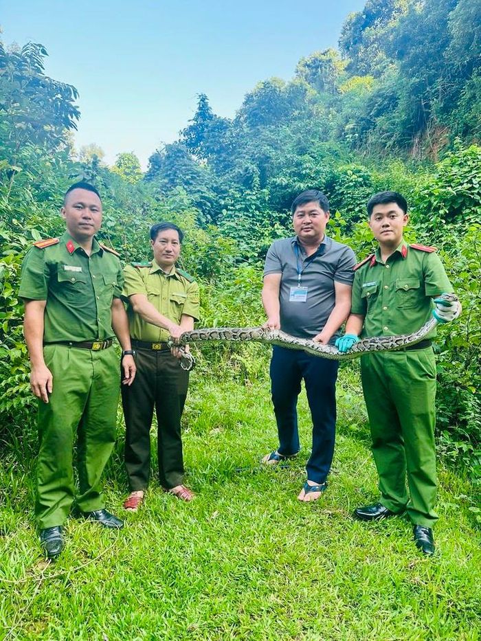 Công an xã Môn Sơn phối hợp lực lượng kiểm lâm kiểm tra, làm thủ tục tái thả cá thể trăn về môi trường tự nhiên. Ảnh: M.S.