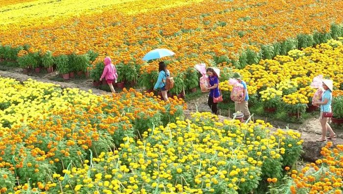 Làng hoa Sa Đéc, Đồng Tháp.