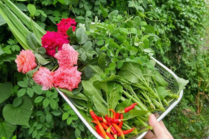Ngôi nhà có nhiều khoảng sân vườn để Giang trồng rau, hoa.
