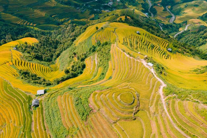  Mùa lúa vàng tại đồi Mâm Xôi bé, xã Púng Luông, tỉnh Lào Cai. Ảnh minh họa: BCR.