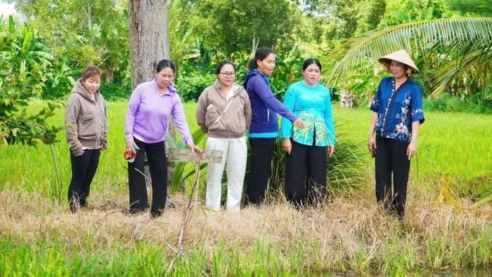Chủ tịch Hội Liên hiệp Phụ nữ xã Vị Thanh 1 tham quan ruộng lúa của Hợp tác xã Nông nghiệp và Dịch vụ Kiến Thành. (Ảnh: VĂN ÚT)