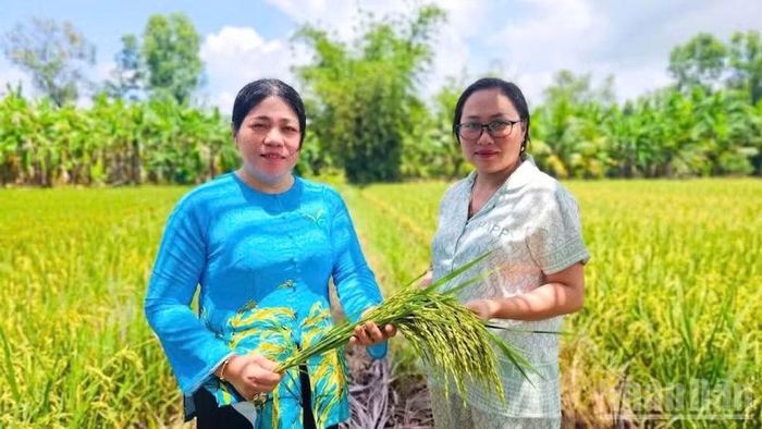 Chị Phạm Tuyết Anh (bên phải) là một trong những nông dân đã chuyển đổi cách sản xuất sau khi tham gia các lớp tập huấn về lúa chất lượng cao, phát thải thấp. (Ảnh: VĂN ÚT)