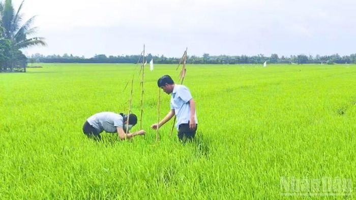 Phụ nữ trong Hợp tác xã Nông nghiệp và Dịch vụ Kiến Thành được hướng dẫn kỹ thuật chăm sóc lúa theo quy trình giảm phát thải. (Ảnh: VĂN ÚT)