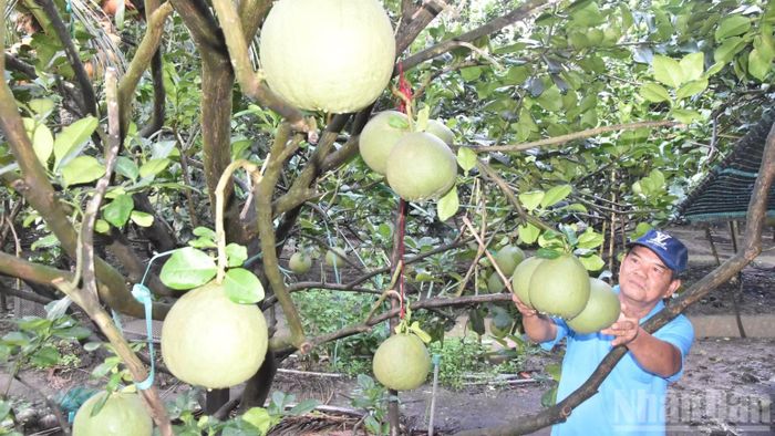 Ông Huỳnh Văn Hiếu trồng bưởi tại khu phố Mỹ Phú, phường Mỹ Phong, tỉnh Đồng Tháp. (Ảnh: NGUYỄN SỰ)