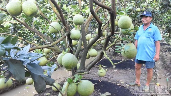 Trái bưởi được trồng tại khu phố Mỹ Hòa, phường Mỹ Phong (tỉnh Đồng Tháp). (Ảnh: NGUYỄN SỰ)