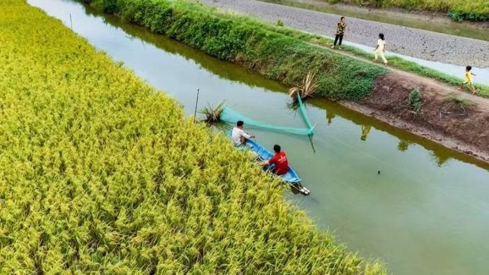 Mô hình trồng lúa hữu cơ của thành viên hợp tác xã Nông nghiệp Long Hiệp mang lại hiệu quả kinh tế cao. (Ảnh: HOÀNG TRUNG)