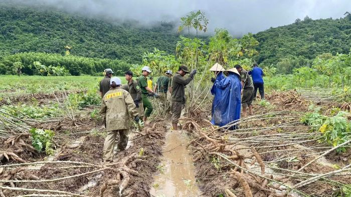 Công an xã Hòa Thịnh giúp nhân dân thu hoạch sắn nhằm giảm thiệt hại do thiên tai gây ra. (Ảnh: CTV)