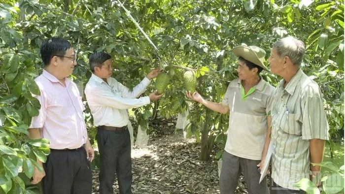 Nông dân Cần Thơ trồng mãng cầu xiêm theo tiêu chuẩn VietGap hướng đến xuất khẩu. (Ảnh: THANH TÂM)