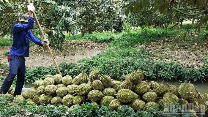 Nhà vườn Cần Thơ thu hoạch sầu riêng xuất khẩu sang Trung Quốc. (Ảnh: THANH TÂM)