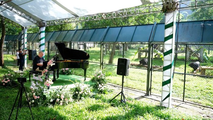 Những cá thể gấu tiến lại gần hàng rào để "thưởng thức" âm nhạc.