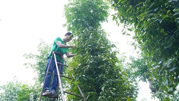 Chăm sóc hồ tiêu đang chuẩn bị vào vụ thu hoạch ở xã Hòa Hiệp. (Ảnh: Cộng tác viên)