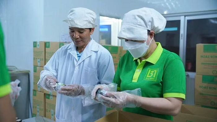 Kiểm tra từng sản phẩm hồ tiêu ở Hợp tác xã Bàu Mây. (Ảnh: Cộng tác viên)