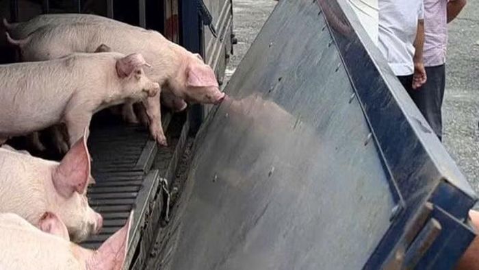 Phương tiện cùng số lợn được lực lượng chức năng phát hiện, kiểm tra. (Ảnh: VŨ DUY)