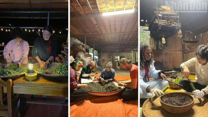 Cháng Thị Bích cho biết, vào vụ sản xuất trà, nhiều du khách nước ngoài đã dành nhiều thời gian ở lại thôn Lùng Tao để tự mình tham gia tất cả các công đoạn sản xuất, học cách tạo ra một mẻ trà đúng chuẩn theo phương thức cổ truyền của người Dao. (Ảnh NVCC)