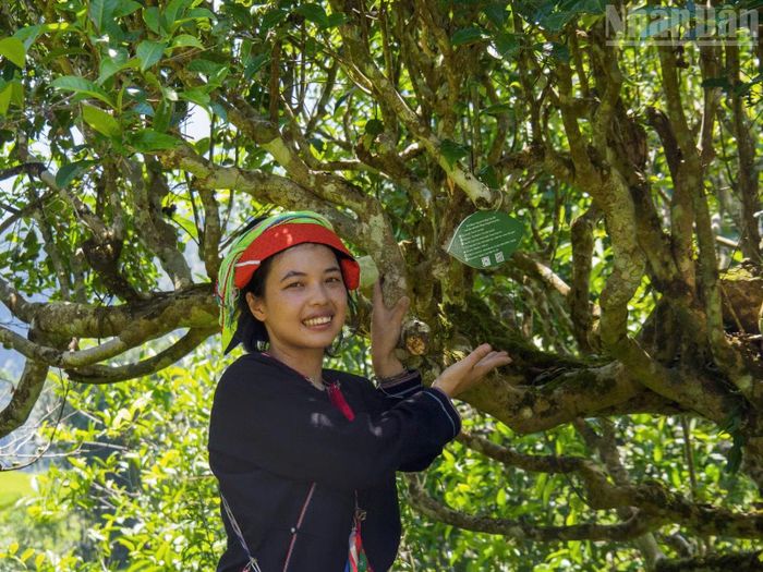 Cháng Thị Bích - cô gái dân tộc Dao áo dài sinh ra và lớn lên tại thôn Lùng Tao, xã Cao Bồ. Sau khi tốt nghiệp cao đẳng Dược và đi làm vài năm ở thành phố, Bích tham gia một chương trình nâng cao năng lực cho thanh niên miền núi và quyết định rời thành phố trở về quê hương để xây dựng thương hiệu trà thủ công của gia đình kết hợp làm du lịch cộng đồng.