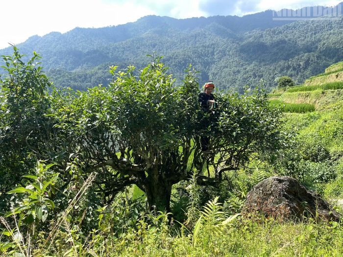 Cây chè Shan tuyết ở Cao Bồ sinh trưởng trên núi cao, tạo nên những đặc điểm riêng chất lượng và hương vị đặc trưng. Khác với những luống chè thấp ngang thắt lưng ở vùng trung du, cây chè Shan tuyết ở đây phát triển thành những thân cây lớn, người dân phải trèo lên cành để hái từng búp non.