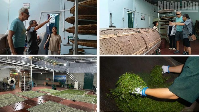 Du khách cũng có thể tham quan các xưởng sản xuất chè tại địa phương - nơi đóng vai trò đầu mối thu mua búp chè tươi cho các hộ dân trong bản và chế biến thành các loại trà khác nhau như bạch trà, trà vàng (trà Phổ Nhĩ sống), hồng trà (trà đen), trà nhồi ống tre, trà quýt Shan tuyết, cũng như khai thác các dòng trà tự nhiên quý hiếm trên núi cao như Trà Tiên và Trà Móng Rồng.