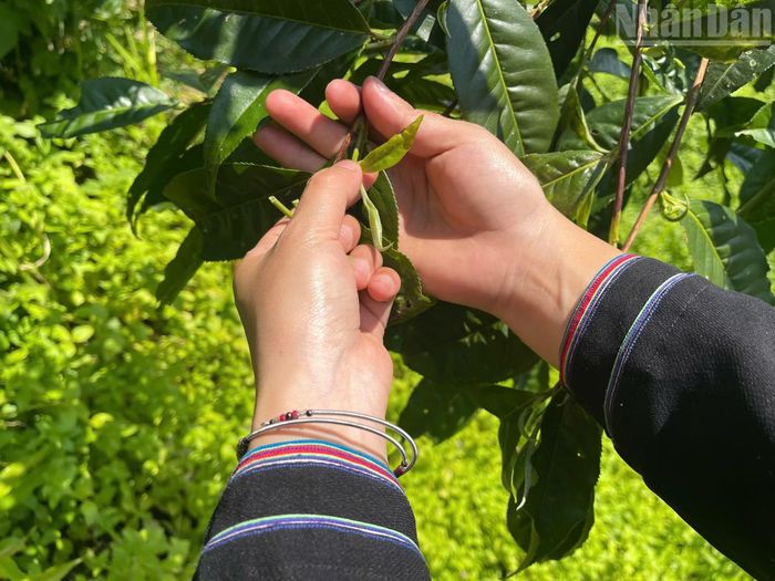 Người dân địa phương thường ưu tiên thu hoạch chè vào những ngày nắng ráo để búp chè đạt chất lượng và hương vị tốt nhất. Người dân thường phải xuất phát từ mờ sáng, mang theo bữa trưa và cần mẫn hái những búp chè 1 tôm 1 lá hoặc 1 tôm 2 lá để kịp mang về phơi sao trong ngày.
