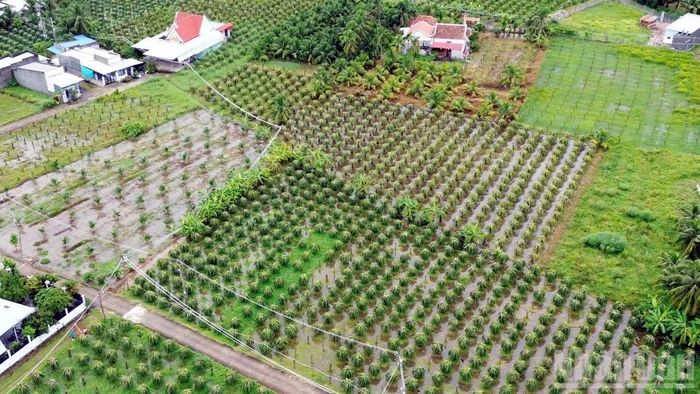 Nhiều diện tích cây trồng khu vực phía đông Lâm Đồng bị ảnh hưởng mưa lũ. (Ảnh: THANH HẢI)