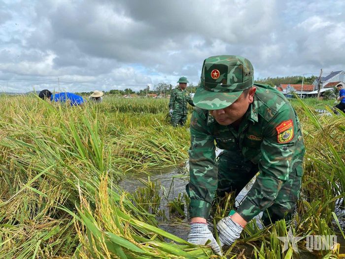Cán bộ, chiến sĩ Đồn Biên phòng Hòa Hiệp Nam cùng với các lực lượng hỗ trợ người dân thu hoạch lúa.