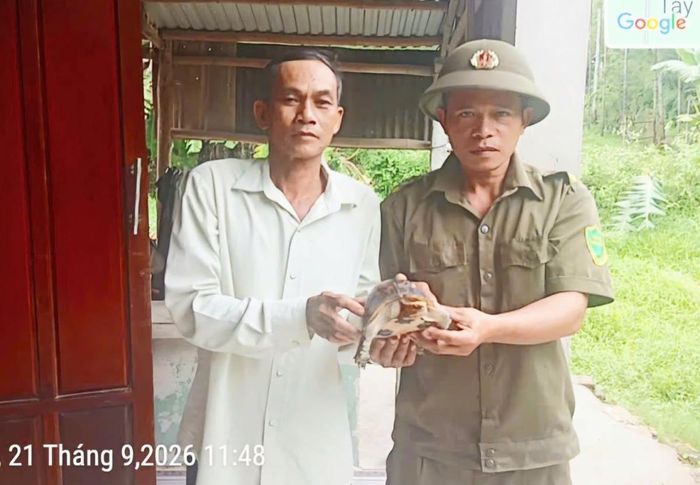 Ông Hải giao nộp cá thể rùa cho lực lượng chức năng địa phương.