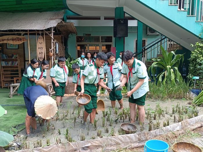 Học sinh Trường THCS Hà Huy Tập (phường Gia Định) tham gia hoạt động trải nghiệm trồng cây lúa tại sân trường