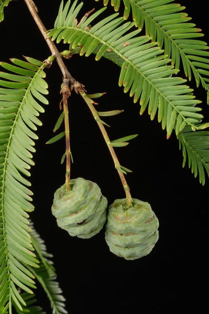 Ảnh: si.gardenexplorer.org