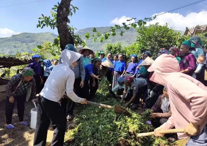 Học viên thực hành trên nương chè.