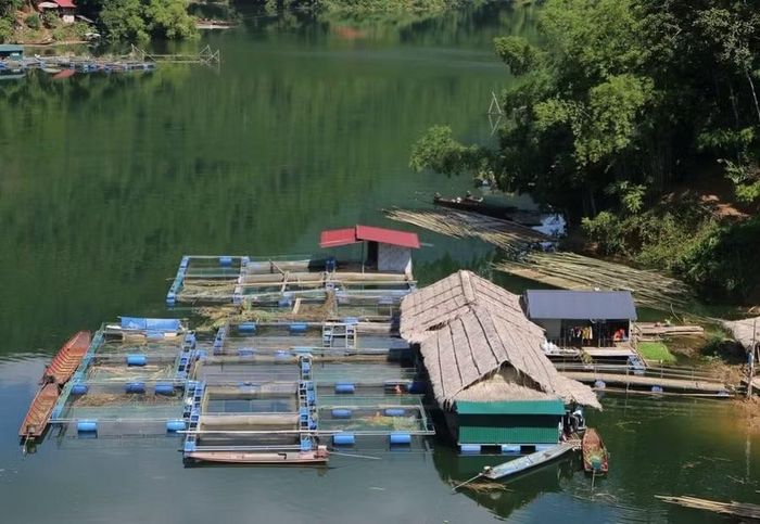 Nuôi cá trên lòng hồ thuỷ điện đã giúp nhiều hộ dân thoát nghèo.