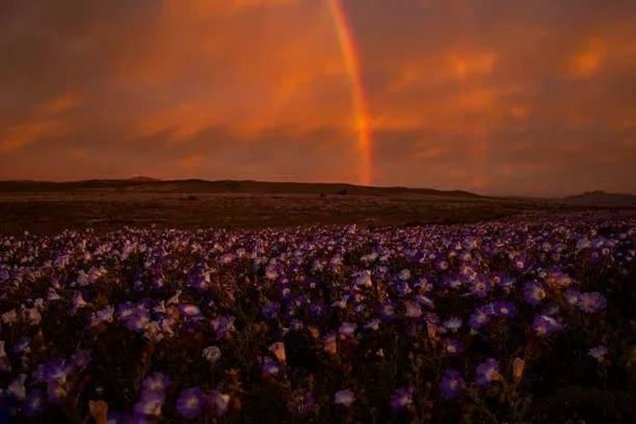 Những cánh đồng hoa tại sa mạc Atacama dưới ánh hoàng hôn. (Nguồn: Getty Images)