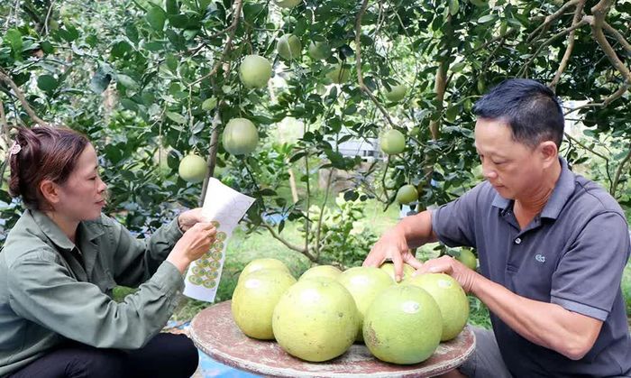 Người tiêu dùng có thể quét mã QR trên tem để truy xuất nguồn gốc của sản phẩm bưởi Đoan Hùng. Ảnh: Sở Khoa học và Công nghệ tỉnh Phú Thọ