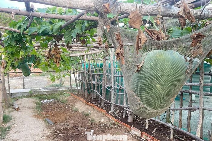 Giống bí đao "khổng lồ" sinh trưởng tốt và cho trái ở xã đảo Nhơn Châu.