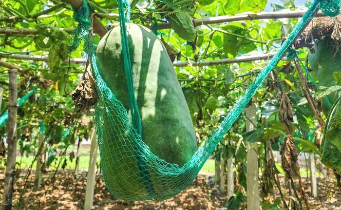 Giống bí đao "khổng lồ" được trồng ở vùng đất xã Phù Mỹ Đông.